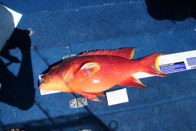 Largest Coronation/Coral Trout  - FW Exxy comp 09